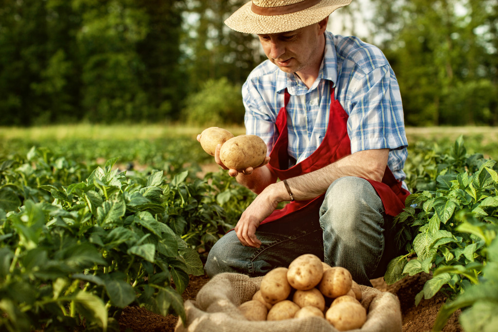 old farmer harvesting potatoes